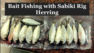 Bait fishing with Sabiki Rigs Herring [upl. by Ardyth]