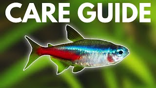 How to Care for Neon Tetras Beginner Guide [upl. by Aisyle]