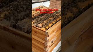 Frame of Brood Very healthy Hive beekeeperslife honeybees beekeeping honey [upl. by Aliehs416]