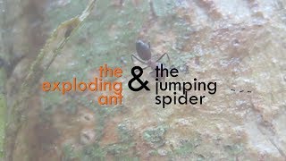 CRAZY BEAUTIFUL NATURE Exploding ants Colobopsis amp jumping spider mimic Myrmarachne [upl. by Koziara]