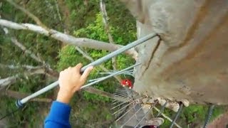 CLIMBING 72M GLOUCESTER TREE  NO SAFETY [upl. by Gordon]