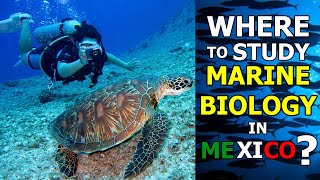 ¿Dónde estudiar biología marina en México  Where to study marine biology in Mexico [upl. by Aicenet]