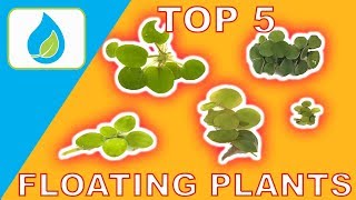 TOP 5 FLOATING AQUARIUM PLANTS [upl. by Fondea112]