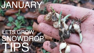 January Snowdrops Seasonal Tip [upl. by Zacarias]