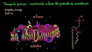 Transporte pasivo y permeabilidad selectiva  Biología  Khan Academy en Español [upl. by Gneh]