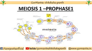 PROPHASE 1 OF MEIOSIS 1  LEPTOTENE  ZYGOTENE  PACHYTENE  DIPLOTENE  DIAKINESIS [upl. by Robinetta]