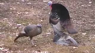 Turkeys Mating [upl. by Asiil]