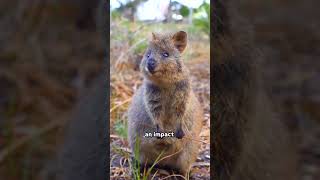 Adorable Quokka  Natures Happiest Animal [upl. by Adiene]