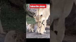 lioness cubs killed । lioness cubs playing । shorts [upl. by Phyllys692]