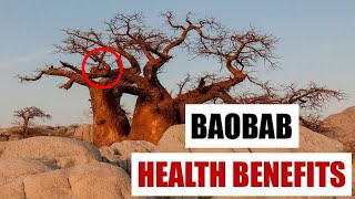 Baobab Benefits for Health [upl. by Stenger]