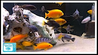 How to Maintain a Fish Tank with Sand [upl. by Fielding]