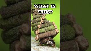 Bagworm moths naturalscience nature shortsviral jungle wildlife life yt nationalgeographic [upl. by Kempe221]