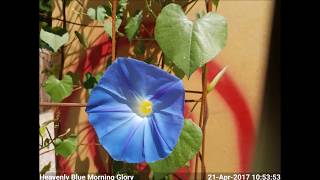 Heavenly Blue Morning Glory Blooming TimeLapse [upl. by Suneya473]