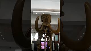 FOSIL MAMUT  GAJAH PURBA museum fosil mamut shorts [upl. by Osgood]