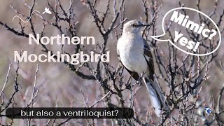 Northern Mockingbird  Ventriloquist [upl. by Aremmat584]