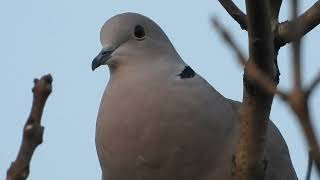 Eurasian Collared Dove Call amp Sounds [upl. by Ytineres]