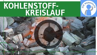 Kohlenstoffkreislauf  Element Kohlenstoff Vorkommen amp Prozesse  Kreislauf erklärt  Ökologie [upl. by Valiant]