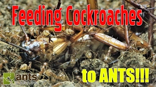 Feeding Cockroaches to Ants [upl. by Kanor]