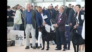 World dog show 2021 Brno Cane Corso [upl. by Retsbew90]