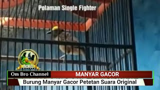 MANYAR Gacor Petetan Suara Original [upl. by Strohl]