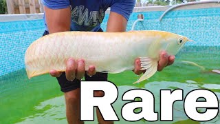 Arowana VS Jaws Injured While FILMING [upl. by Vitkun]