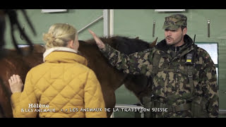 Matthieu commandant de l’armée suisse et ses chevaux de Franches Montagnes [upl. by Oratnek]