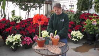 How to Grow Amaryllis Bulbs Indoors [upl. by Inerney]