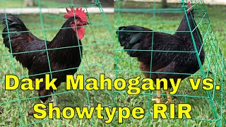 Rhode Island Red RIR Chickens Philippines  Dark Mahogany vs Showtype RIR [upl. by Travers]