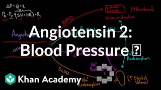 Angiotensin 2 raises blood pressure  Renal system physiology  NCLEXRN  Khan Academy [upl. by Ris843]