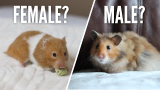 Female or Male Hamsters [upl. by Navnod734]