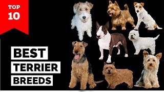 Terrier Breeds – Top 10 Popular Terrier Dogs [upl. by Aivatnuahs]