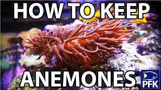 How to keep anemones [upl. by Nithsa]