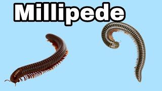 Millipede Facts about Millipede  Short [upl. by Udale]