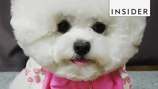 This Bichon Frise Is South Koreas Puppy Fashionista [upl. by Wieren]