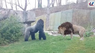 Lion vs Gorilla Who Wins a Fight [upl. by Annam]