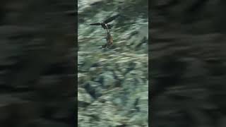 Incredible Eagle Hunting Techniques [upl. by Daegal]