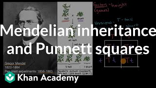 Mendelian inheritance and Punnett squares  High school biology  Khan Academy [upl. by Eniretac49]