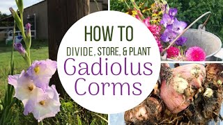 How To Plant Divide and Store Gladiolus Bulbs  Corms [upl. by Nisen]