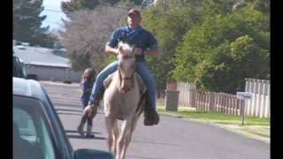 Missouri Fox Trotter Mare Amber Palomino Foxtrotter for sale [upl. by Esmerelda719]