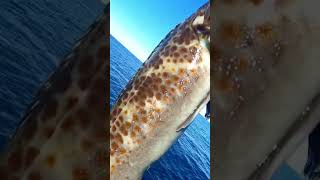 Sea Lice Running Around On Lingcod shorts fishing ocean [upl. by Aneleasor]