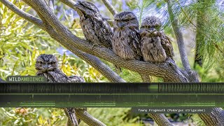 Tawny Frogmouth Call amp Sounds [upl. by Amirak]