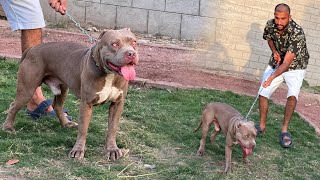 Turab World Dangerous Dog Mini Zoo Main Le Aya😨 [upl. by Atoiganap]