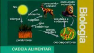 Biologia  Cadeias Alimentares  Parte 1  2 [upl. by Chappy]