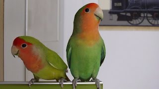 How to differentiate male from female lovebirds [upl. by Sateia]