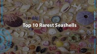 Top 10 rarest seashells [upl. by Cristabel]