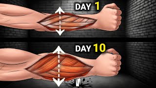 8 Exercises to Get THICK Forearms At Home [upl. by Maleen]