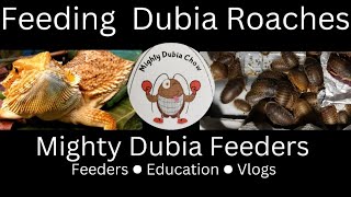 How To Successfully Feed A Dubia Roach Colony in 2023Healthy Food amp Habits WATCH THESE DUBIA EAT [upl. by Sebastien]