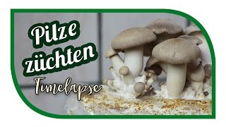 Pilze züchten  Timelapse  Zeitraffer [upl. by Adyl471]