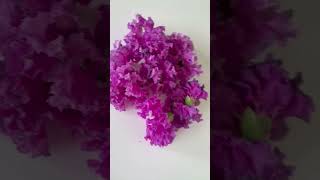 Lagerstroemia speciosa  flowers  gardening  nature [upl. by Llerrom647]