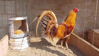 Un Gallo Pumpkin o calabazo muy fino con su Gallina Pumpkin The best roosters Pumpkin o Gold [upl. by Imoen306]